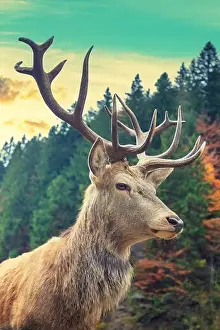 Stag Prints: Portrait of a deer in a mountain forest during sunset. Vertical photo