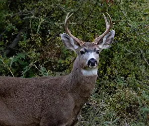 Pawed Mammal Prints: Portrait of a deer standing in the forest