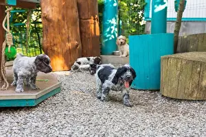 Litter Prints: portrait of dog English Cocker Spaniel portrait of dog English Cocker Spaniel puppy in puppies playground on breeding