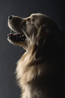Boxer Prints: Portrait of dogs