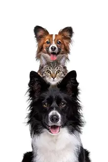 Feline Prints: Portrait of two dogs and one cat piled up vertically isolated on a white background
