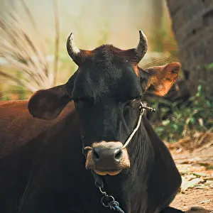 Chew Prints: Portrait of a domestic Indian buffalo
