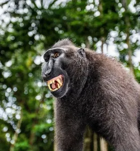 North Sulawesi Prints: Portrait of a сelebes crested macaque. Close-up. Indonesia. Sulawesi.