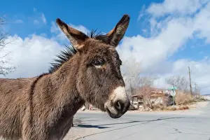Equus Prints: Portrait of a feral donkey, Equus africanus asinus, shown in the town of Beatty, Nevada