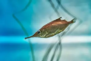 Slender Prints: Portrait of fish Common snipe, living in aquarium