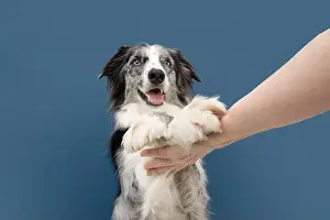 Begging Prints: Portrait funny high five border collie dog trick