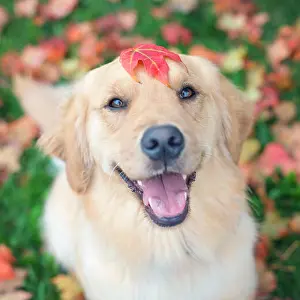 Alertness Prints: Portrait of a Golden retriever dog with a maple leaf on its head
