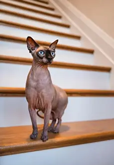 Wrinkles Prints: Portrait of hairless sphynx cat standing on staircase in home