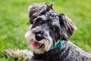 Blurred Background Prints: Portrait of happy Mini schnauzer