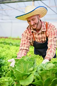 Picking Prints: Portrait of happy and smiling Caucasian male farmer harvesting organic hydroponic salad vegetables in the greenhouse