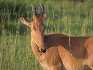 Watchful Prints: Portrait of a hartebeest (Alcephalus lelwel) in Murchison Falls National Park (Uganda)