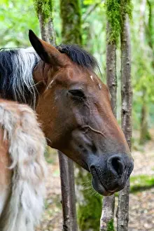 Domestic Animals Prints: portrait of horse in forest