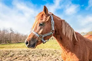 Mane Prints: Portrait of a horse head. Side view of a brown horse with a blonde mane on a pasture