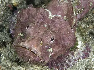 Dive Site Prints: Portrait of humpback scorpionfish (Scorpaenopsis diabolus)