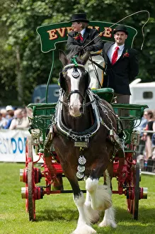 Pulling Prints: Portrait image of a heavy Horse pulling a cart/Dray at a country show in England 2012