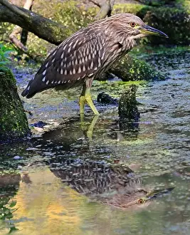 Black Crowned Night Heron Prints: Portrait of a juvenile Black-crowned night heron sitting on the swamp