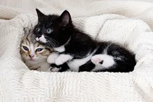 Sleepy Prints: portrait little tabby and black and white kitten cuddled up together