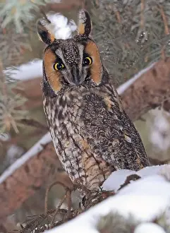 Eared Prints: Portrait of a Long-eared owl in a fir tree surrounded by branches and snow, Quebec, Canada