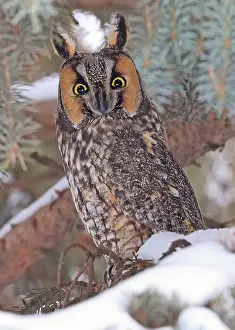 Eared Prints: Portrait of a Long-eared owl in a fir tree surrounded by branches and snow, Quebec, Canada