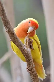Mutation Prints: Portrait of a lutino peach face love bird (agapornis rosiecollis) perching in a tree