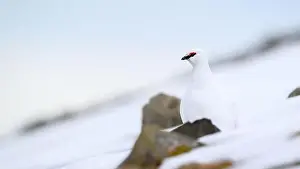 Spitsbergen Prints: Portrait of male, white Svalbard Rock Ptarmigan (Lagopus muta hyperborea) in spring