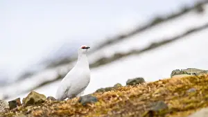 Svalbard Prints: Portrait of male, white Svalbard Rock Ptarmigan (Lagopus muta hyperborea) in spring