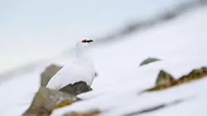 Svalbard Prints: Portrait of male, white Svalbard Rock Ptarmigan (Lagopus muta hyperborea) in spring