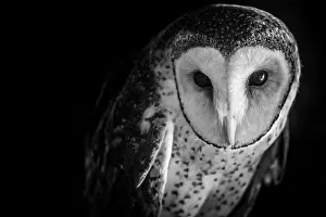 Wise Prints: Portrait of a masked owl