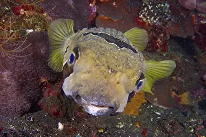 Percomorphaceae Prints: Portrait of masked porcupinefish (Diodon liturosus)