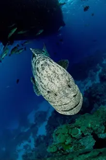 Underneath Prints: Portrait of massive potato cod descending to the depths below a dive boat