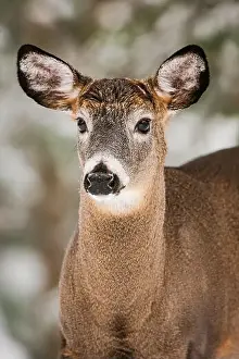 White Tailed Deer Prints: Portrait of a mature white-tailed deer buck with shed antlers