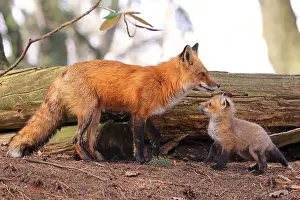 Surrounded Prints: Portrait of mother red fox and her baby in the forest, Canada