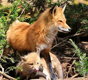 Surrounded Prints: Portrait of mother red fox and her baby in the forest, Canada