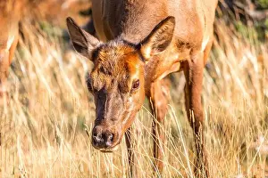 Antlers Prints: Portrait of a mule deer in the Yellowstone National Park, Wyoming USA