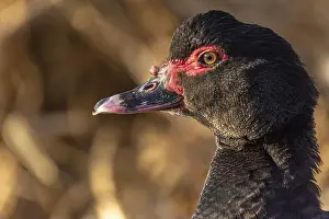 Cropped Prints: A portrait of a muscovy duck, a species of Geese also known as barbary duck in India