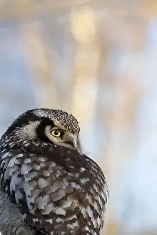 Central American Prints: Portrait of A Northern Hawk Owl whose Latin name is Surnia ulula