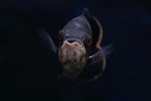 Cichlid Prints: Portrait of an Oscar fish (Astronotus ocellatus) on black background
