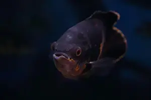 Cichlid Prints: Portrait of an Oscar fish (Astronotus ocellatus) on black background