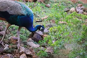 Waking Prints: portrait of a peacock trying to eat green berry fruits on plant