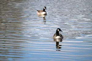 Geese Prints: Portrait photo of a pair of Canada Geese