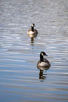 Geese Prints: Portrait photo of a pair of Canada Geese