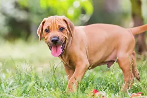 Cuddly Prints: portrait picture of a cute Rhodesian Ridgeback puppy