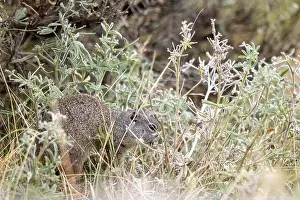 Yellowstone National Park Prints: A Portrait of a Pika in Yellowstone National Park
