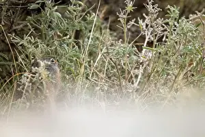 Yellowstone National Park Prints: A Portrait of a Pika in Yellowstone National Park