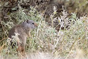 Yellowstone National Park Prints: A Portrait of a Pika in Yellowstone National Park