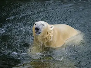 Chordate Prints: Portrait of a polar bear (Ursus maritimus) in the water in a zoo