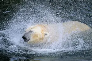 Chordate Prints: Portrait of a polar bear (Ursus maritimus) in the water in a zoo, splashing water