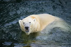 Carnivora Prints: Portrait of a polar bear (Ursus maritimus) in the water in a zoo, splashing water