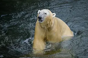 Carnivora Prints: Portrait of a polar bear (Ursus maritimus) in the water in a zoo