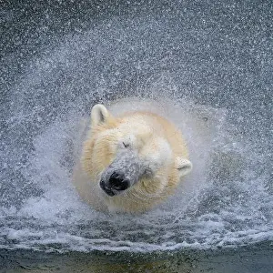 Carnivora Prints: Portrait of a polar bear (Ursus maritimus) in the water in a zoo, splashing water